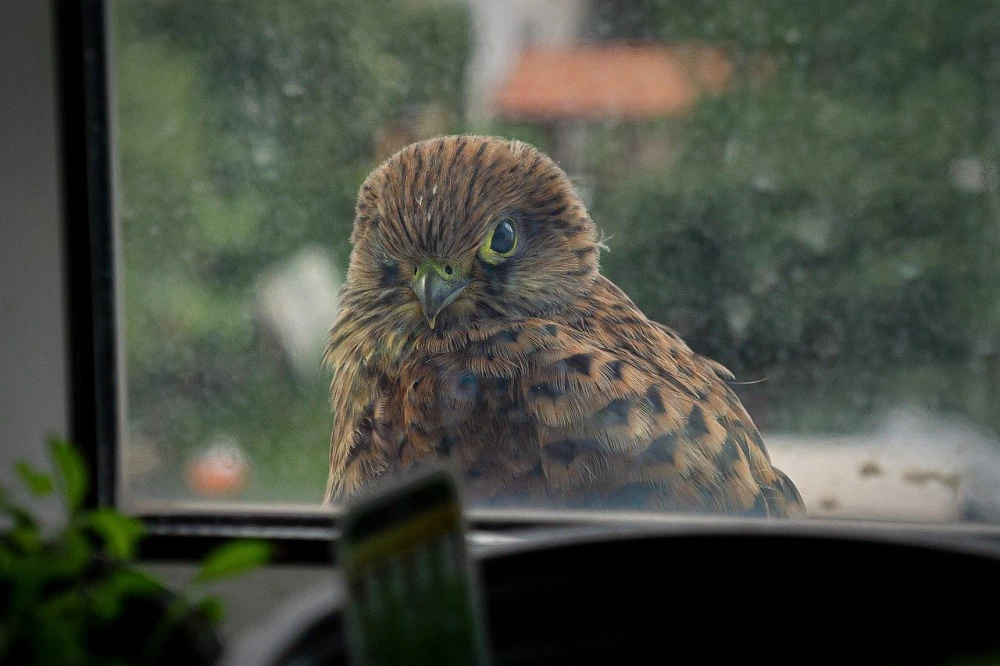 Bird near glass